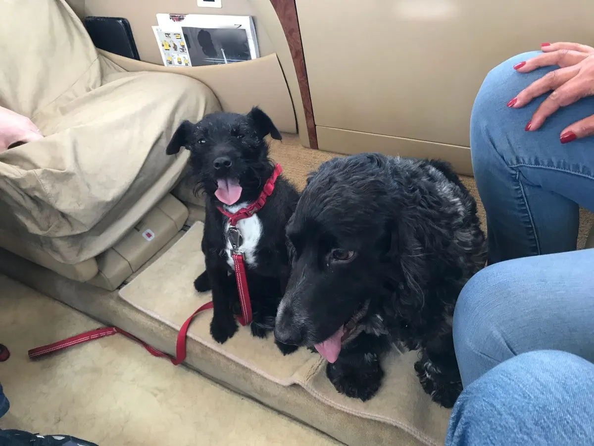 Charlie and Milly, two dogs on a cabin seat, flying to their new home