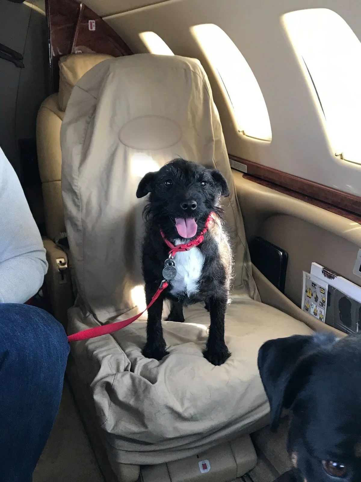 Charlie, a black terrier cross in a red harness, sitting on a private jet seat