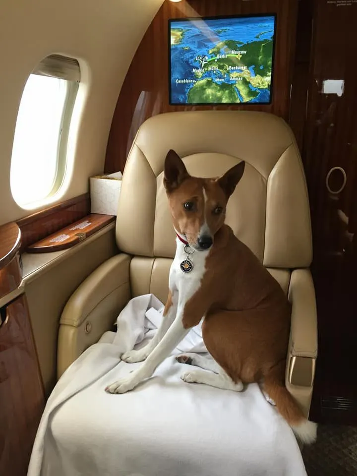 Feddy, a basenji, sitting on a leather seat in a private jet