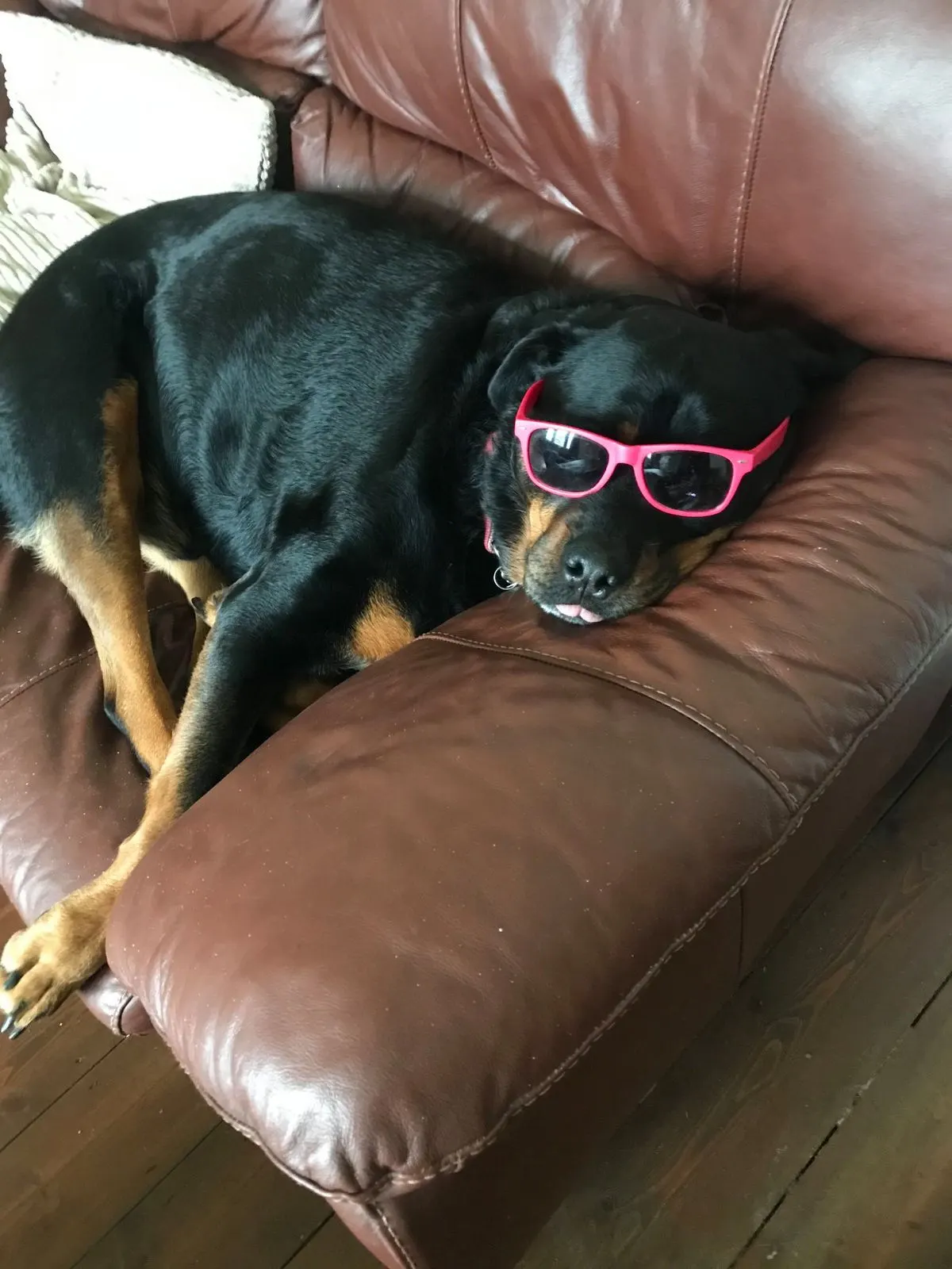 Manison, a Rottweiler, relaxing in pink sunglasses before a private jet flight