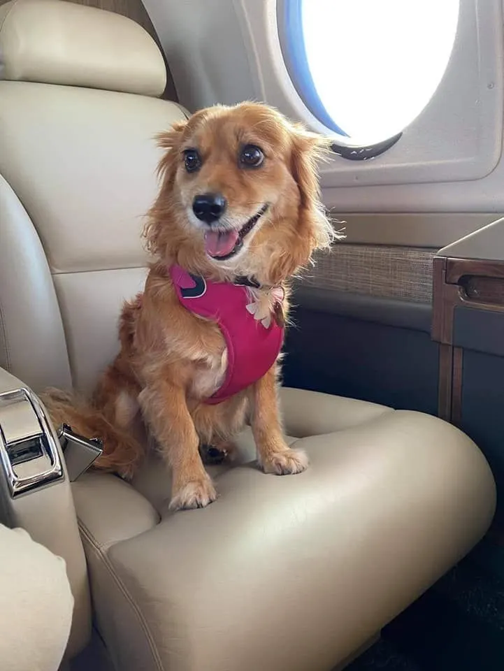 Rosie, a golden spaniel in a pink harness, on a seat by the window of a private jet